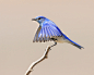 Photograph Mountain Bluebird