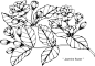 茉莉花和叶手绘植物设计元素图片