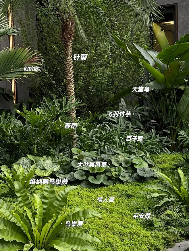 庭院分享——热带雨林风情植物搭配 - 小红书-花瓣网