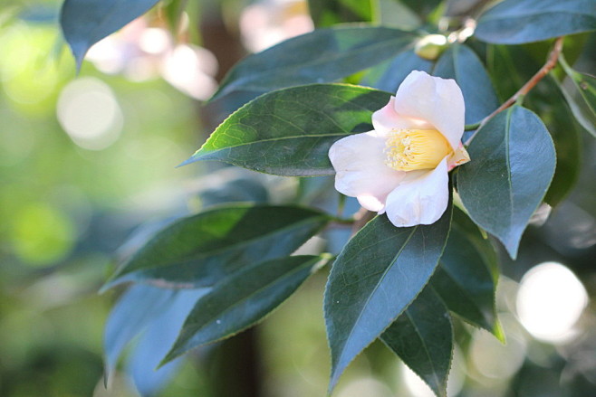 山茶花