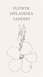 飘香藤（学名：Dipladenia sanderi或Mandevilla sanderi）是一种新型藤本植物，飘香藤花语：爱情、美德。@curry100