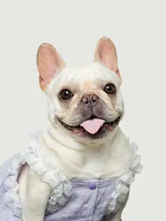 点击来源直接获取大图文件 |French bulldog in a blue dress, funny image, clean background