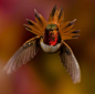 Amazing shot of a hummingbird showing his authority captured by Scott Bechtel.