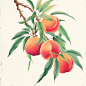yuanhaoyang_Peach_illustration_appetitive_peaches_bright_colors_da9917e7-60c3-47a4-bc09-a4de0f686ab3