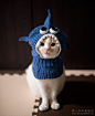 My cat would be going NUTS if I tried to put this on him!: 