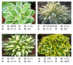天白雁字青采集到景观植物