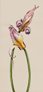 Botanical Portrait II - FLOWER : Watercolour botanical portrait of Flowers