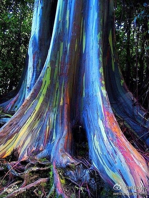  植物/花卉 彩虹桉树学名“剥桉”(Eu...
