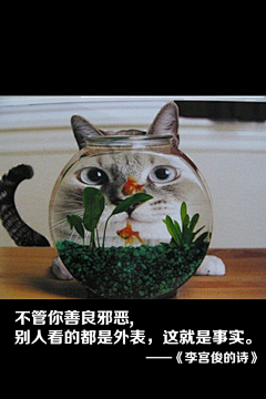霸气的小狸采集到喵星人