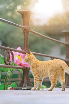 星星点点🌸采集到猫（放心，仅仅猫）