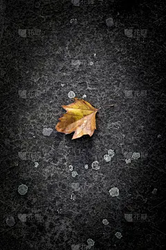 在英国，一片金黄色的梧桐树叶子落在覆盖着青苔的水泥路面上，象征着秋天的到来