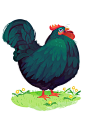 Chickens! : Chickens