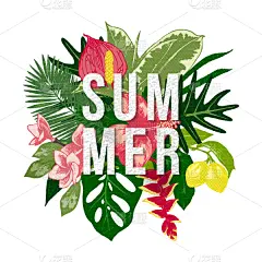夏天,热带的花,背景,复叶,干酪藤,壁纸,植物群,婚礼,花,爱