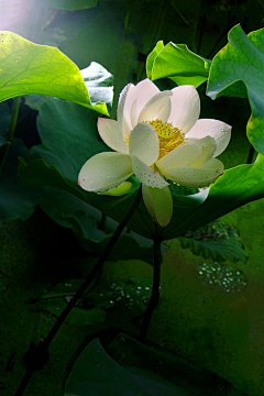 栖雨之声采集到花的低语