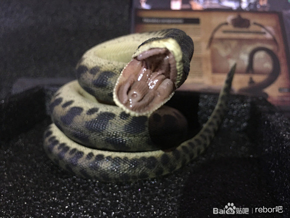 图片rebor2020泰坦巨蟒可动模型评测rebor吧百度贴吧