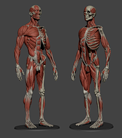 hyw695采集到人体骨骼 human skeleton