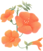绿色红色植物鲜花插画二十四节气手绘叶子花卉彩色图片