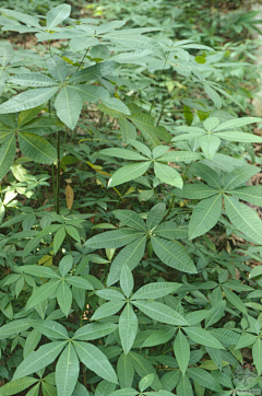 古典园林设计《逍遥》子采集到植物