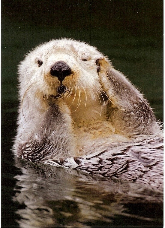 Otters are adorable!...