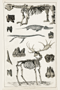动物图鉴●骨骼