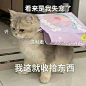 可可爱爱的动物表情包