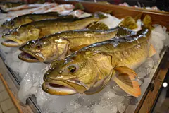 海产品食材银鳕鱼食物