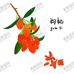 枸杞 【酷图网】枸杞,药材,中医药材,枸杞干,枸杞茶,红枸杞,黑枸杞,枸杞子,苟杞子,枸杞水,干枸杞,大构杞,中宁苟杞,新鲜枸杞,中华枸杞,枸杞特写,天然苟杞子,宁夏枸杞子,中医养生素材,手绘,特写,素材,元素