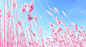ID-925574-粉红色大气的沙滩草高清大图