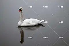 天鹅 免费壁纸 鸟 全高清壁纸 桌面背景 羽毛 美丽的壁纸