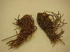 白前#中药#