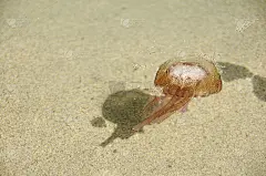海滩上的夜光鳖。