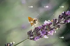 蝴蝶 美丽的花朵 花壁纸 花卉背景 薰衣草 花 小船长 昆虫