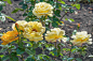玫瑰“女士们的奇想”，鲜艳的黄色花朵特别美丽。花朵颜色均匀，重瓣，杯状，有怡人的果香，花序3-8片。