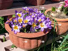 藏红花 美丽的花朵 花 花壁纸 花园 园艺 自然 春天 太阳
