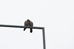 MgY5uhIK采集到Bird