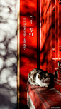 阳下暖寝猫 故宫 二月春归 中国风 图源微博 @ 故宫博物院
