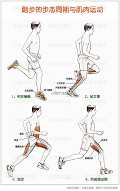 云中燕365采集到健身