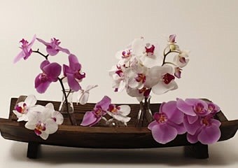 各种收集的花艺图片 软装方案必备——兰花...