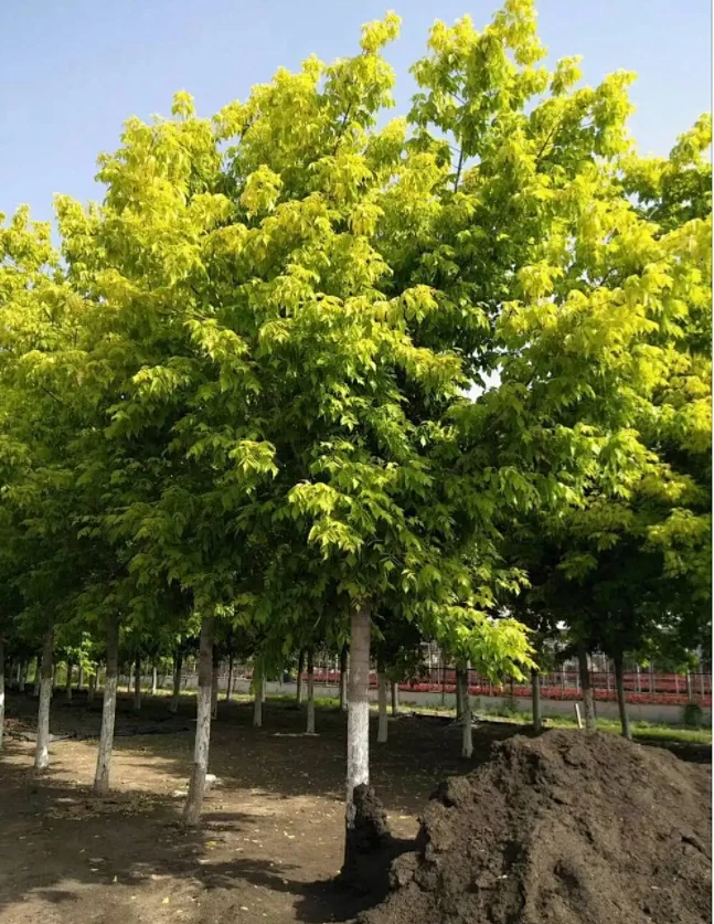 金叶复叶槭-花瓣网