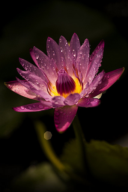 Pink Waterlili #2 