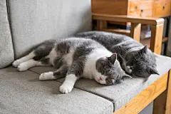 点击来源直接获取大图文件 |Two british shorthair cats sleeping on the couch