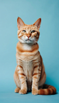 孟加拉豹猫真实动物宠物猫狗立体模型图片