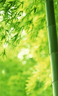 竹林非主流手机壁纸,竹林非主流手机壁纸下载_客图秀(www.ketushow.com)