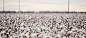 Cotton field in Oakey by Rob D on 500px