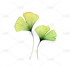 水彩艳丽的银杏叶。两片透明的花在白色上隔离开来.手绘的艺术品与枫树。婚礼设计的真实感和植物学说明