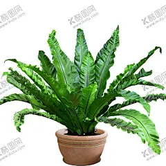 绿色植物 【酷图网】绿色植物,热带树叶,小清新树叶,植物背景,背景简约,植物树叶,竹排,竹栏杆,电视背景墙,背景墙,装修,背景墙效果图,室内背景墙,效果图,客厅,壁画,装饰画,现代,壁纸,墙纸,沙发背景墙,砖墙,墙面,绿色,藤蔓,蔷薇,玫瑰,蝴蝶,树叶