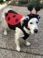 Ladybug!