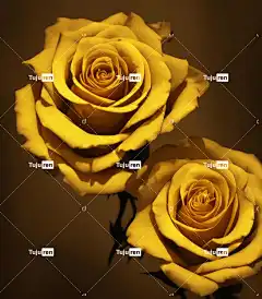 Ai产生的 玫瑰 花朵 金玫瑰 花卉背景 花壁纸 玫瑰背景 年迈的