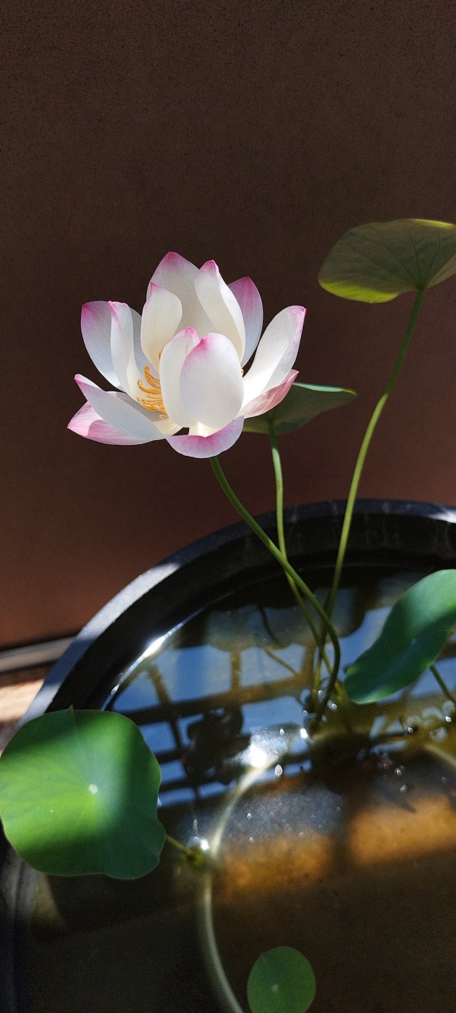 来自分享