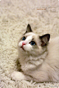 布偶猫—❤Muffie小王子~慎入哦，它有一双让人沦陷的眼睛❤ - 猫猫乐园 - 狗民网｜铃铛宠物App